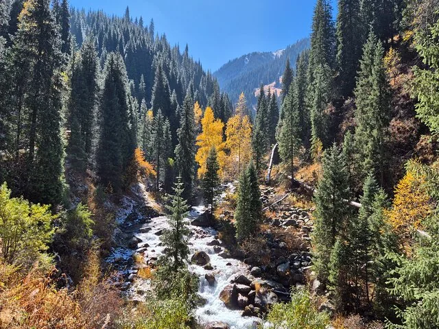 Un arroyo rocoso que fluye a través de un bosque denso con algunos árboles amarillos de otoño.
