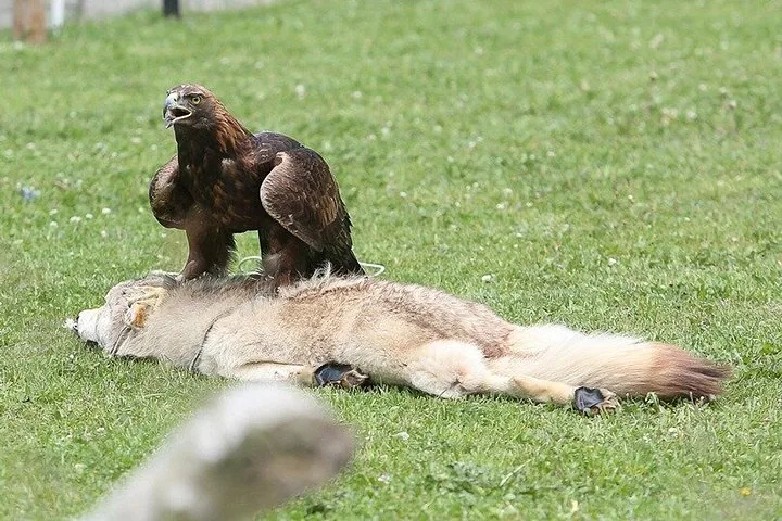 Ein Steinadler steht während einer traditionellen Vorführung auf einem Fuchsfell.