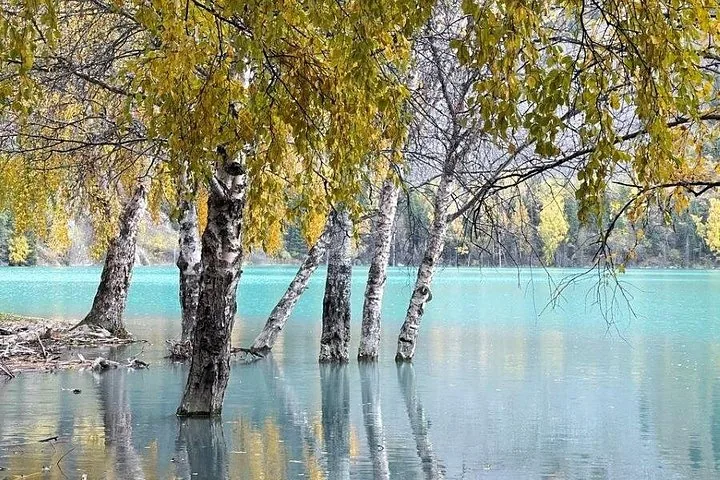 Birch trees growing in the shallow water of a turquoise lake with autumn foliage.