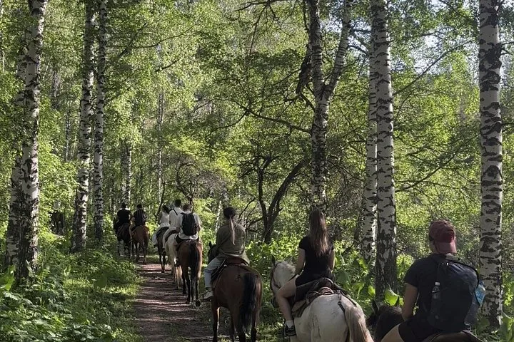 Un grupo de personas montando a caballo por un sendero a través de un bosque de abedules.