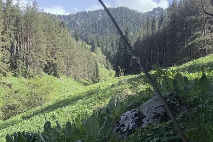 Ein grünes Tal mit einem Kiefernwald an den Berghängen.