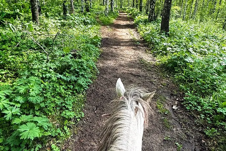 Vista desde una cabalgata por un sendero embarrado a través de un bosque verde.